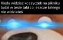 Miś Yogi wie co ma zrobić