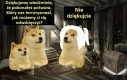 Lepsze od Prawa Niespodzianki