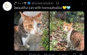 Super kotek