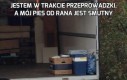 Jestem w trakcie przeprowadzki, a mój pies od rana jest smutny