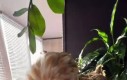 Po prostu ładna kurka, oglądaj z dźwiękiem przy rodzicach
