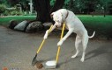 Sprzątanie po psie