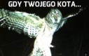 Gdy Twojego kota...