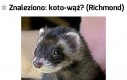 Koto-wąż: ktokolwiek widział, ktokolwiek wie