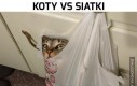 Koty vs siatki