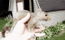Przyjazna wiewiórka