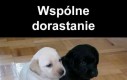 Wspólne dorastanie