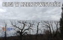 Bugi w rzeczywistości