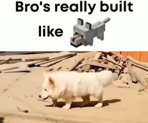 Doggo