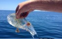 Przezroczysta ryba złapana w Nowej Zelandii