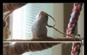 Ptaki to takie mądre zwierzęta...