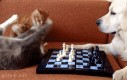 I weź tu graj z kotami w szachy...