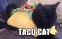 Taco cat