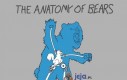 Anatomia niedźwiedzia