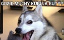 Normalnie pękam ze śmiechu