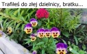 Dokąd to?