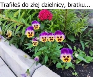 Dokąd to?