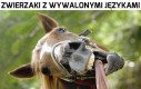 Zwierzaki z wywalonymi językami