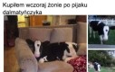 Ładny kot?