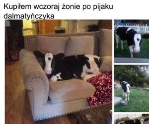 Ładny kot?