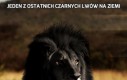 Jeden z ostatnich czarnych lwów na Ziemi