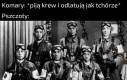 Dla tych co nie wiedzą, to piloci kamikadze