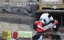 Panda otwiera świąteczne prezenty