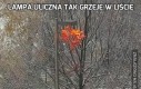 Lampa uliczna tak grzeje w liście