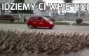 Tico dowodzące armią kaczek