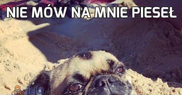 Mops 184+ Najlepszych Memów Jeja.pl