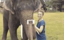 Słonie są coraz bystrzejsze