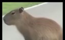 Pogasrajec