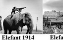 Ewolucja słoni w ciągu 30 lat