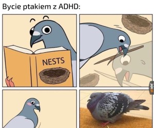 Gołębie zostały zdiagnozowane