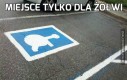 Miejsce tylko dla żółwi