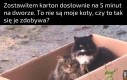 Darmowe koty