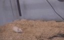 Mysz po soku z gumijagód