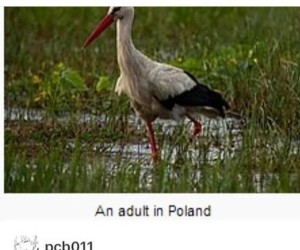 Dorosły w Polsce