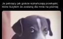 Ostatni raz kupuję ptasie mleczko