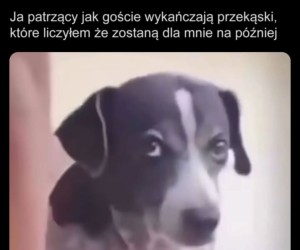Ostatni raz kupuję ptasie mleczko