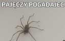 Pajęczy pogadajec