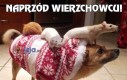 Naprzód wierzchowcu!