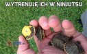 Wytrenuję ich w ninjutsu