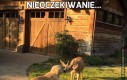 Nieoczekiwanie...