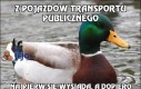 Z pojazdów transportu publicznego