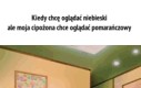 Nazywam się Pierniczek, mam 4 latka i ptaki lotne boją się mnie