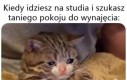 Po chwili szukania sprawdzasz ceny namiotów
