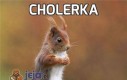 Cholerka