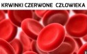 Rożnica czerwonych krwinek