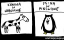 Konina w wołowinie...